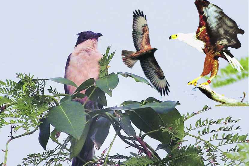 मुंब्रा खाडी किनाऱ्यावर ‘फिश ईगल’ची भरारी मुंब्रा खाडी किनाऱ्यावर ‘फिश ईगल’ची भरारी