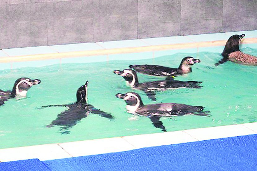 पेंग्विन मृत्यू , Mumbai, Zoo, oxygen cylinder , penguin , NCP, MNS, Loksatta, loksatta news, Marathi, Marathi news