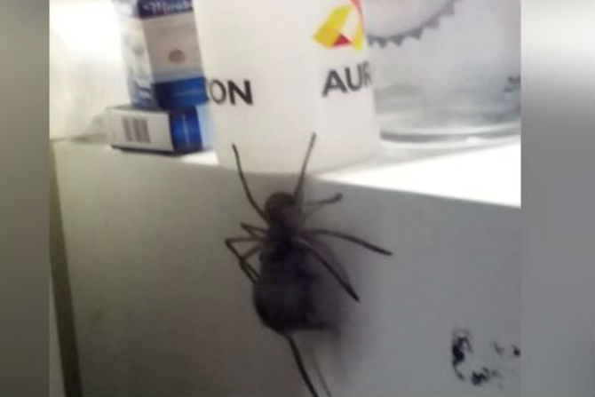 giant spidermouse,viral video