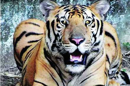 Uttar Pradesh , Villagers in Pilibhit using elders as tiger prey , Villagers in Pilibhit using elders as tiger prey to get govt compensation , using elders as tiger food , Loksatta, Loksatta news, Marathi, Marathi news