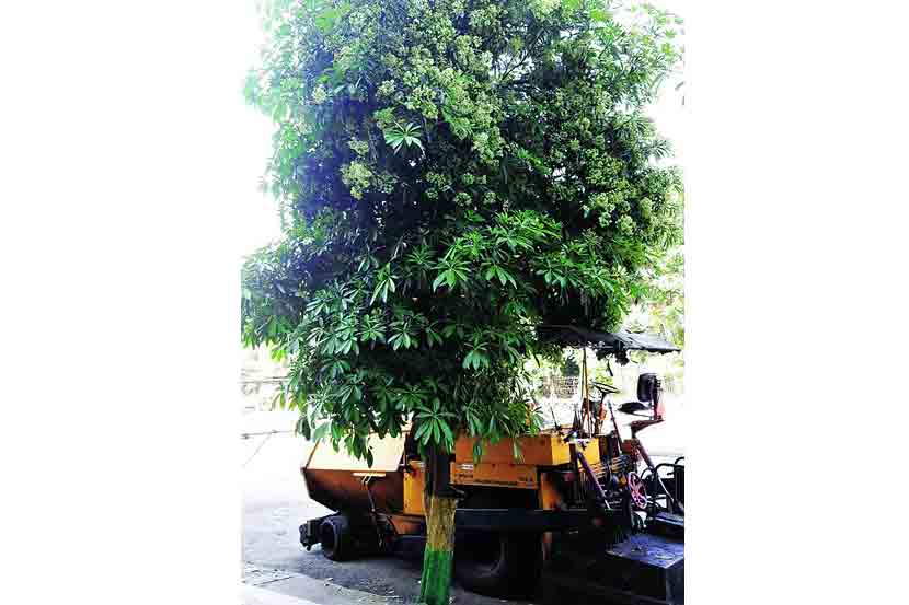 वसईमध्ये ‘सप्तपर्णी’चा दरवळ