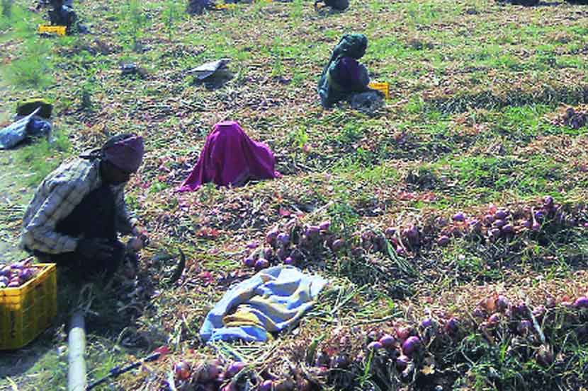 संकटग्रस्त कांदा उत्पादक संघटित