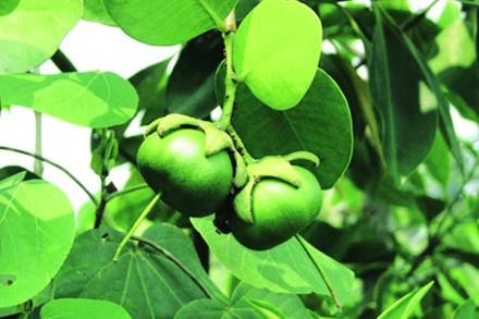 ठाणे खाडीकिनारी ‘अ‍ॅप्पल’ खारफुटीला बहर