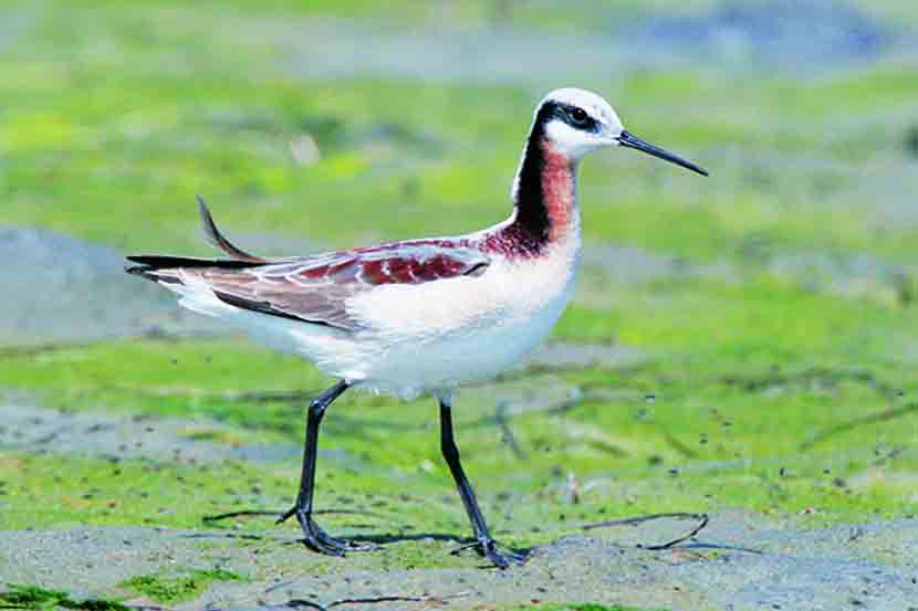 फलारोप या पक्षाची मान विणीच्या हंगामात लाल असते, इतर वेळी मात्र त्याची मान पांढऱ्या रंगाची असते.