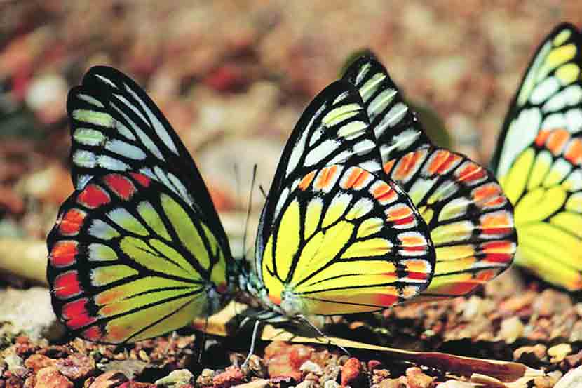 फुलपाखरांच्या जगात : पेंटेड सॉ टूथ