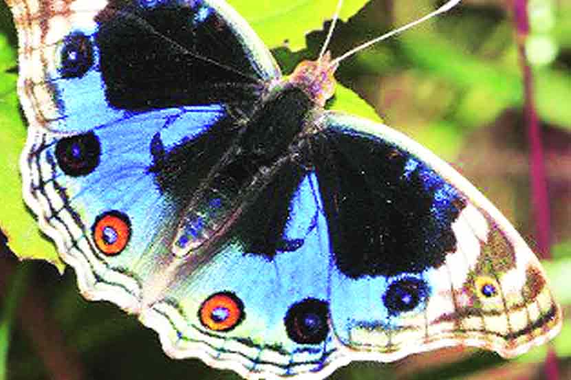 फुलपाखरांच्या जगात : ब्ल्यू पँन्सी