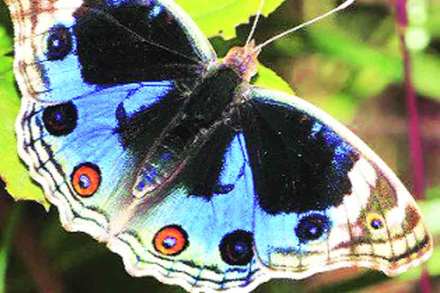 फुलपाखरांच्या जगात : ब्ल्यू पँन्सी