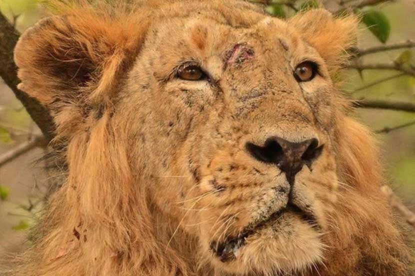 Indian lion, Ram, Gir forest