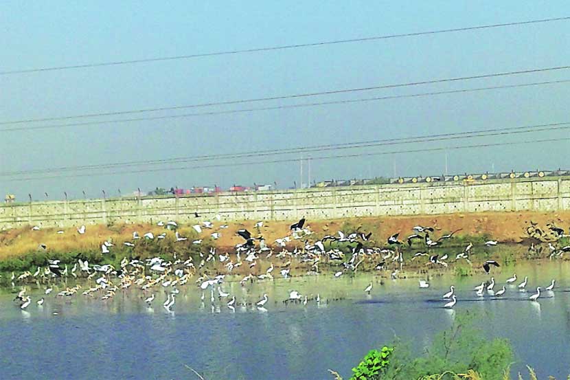उरण खाडीकिनारी परदेशी पाहुणे