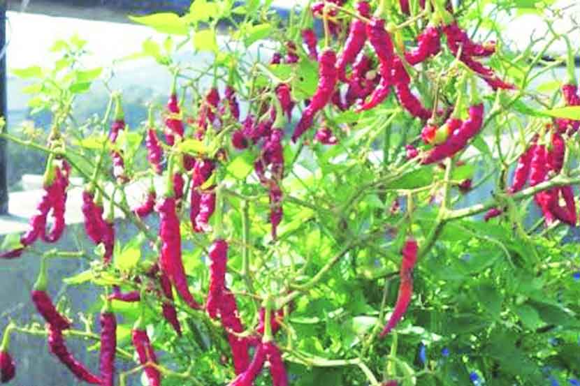 हिरवा कोपरा : टोमॅटो, मिरची, वांगी कुंडीतच फुलवा