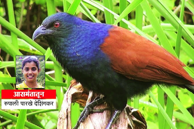 थंडीतलं निसर्ग निरीक्षण