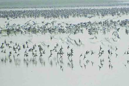 उरणमधील पाणथळींवर परदेशी पक्ष्यांची गर्दी होत आहे.