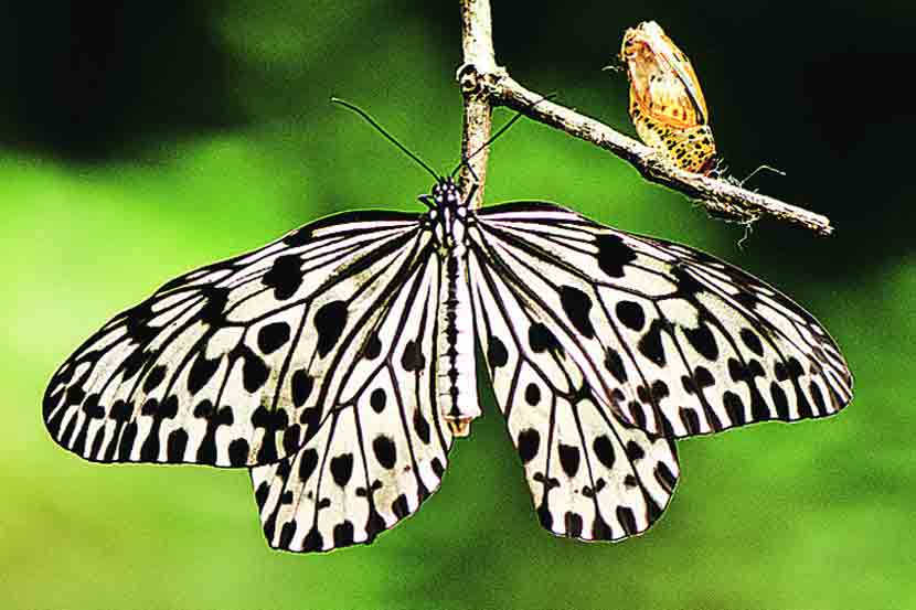 फुलपाखरांच्या जगात : मलाबार ट्री निम्फ