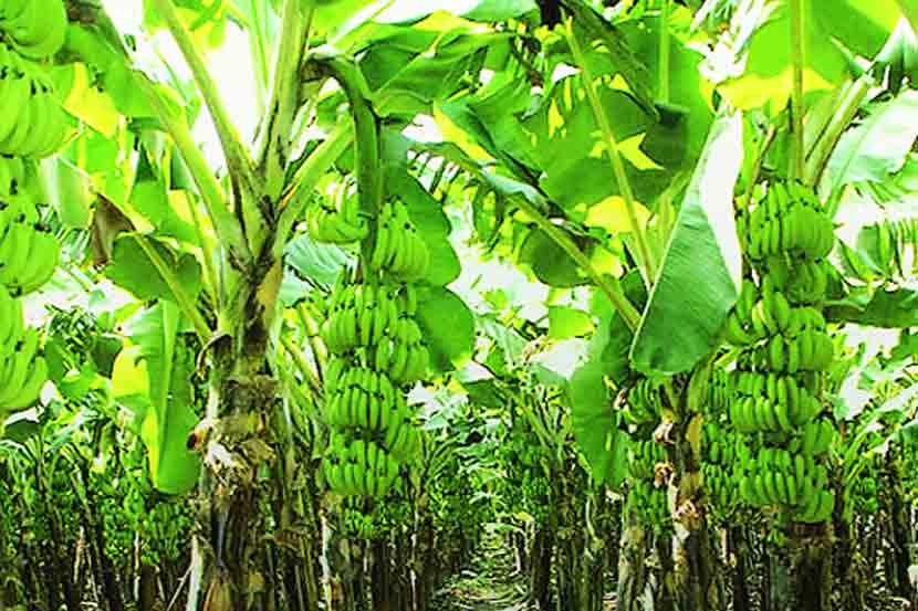 जयसिंगपूर, ता. शिरोळ येथील भूपाल खामकर यांची बहरलेली केळीची बाग. यंदा त्यांनी ५० गुंठय़ात साडेपाच लाखाचे उत्पन्न मिळवले. 