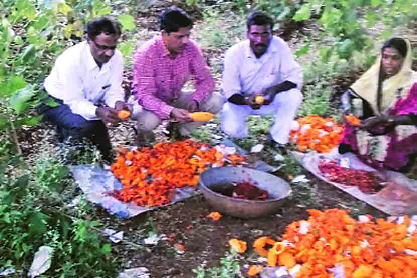 नांदेड जिल्हय़ातील नायगाव तालुक्यातील मांजरमवाडी या गावातील दत्ता शेटेवाड यांच्या शेतातील कारल्याचे बीजोत्पादन.