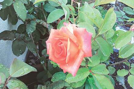 हिरवा कोपरा :  फुलांचा सम्राट  गुलाब