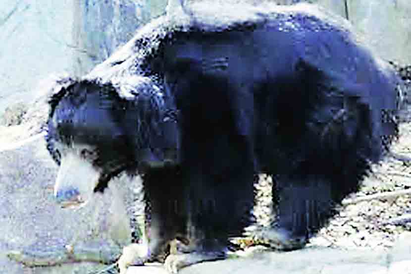 वध्र्यात अस्वलांचे अभयारण्य?