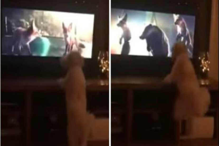 सध्या सोशल मीडियावर हा व्हिडिओ व्हायरल होत आहे. या व्हिडिओमध्ये कुत्रा टिव्हीवर अॅनिमेटेड कार्टुन पाहत आहे. 