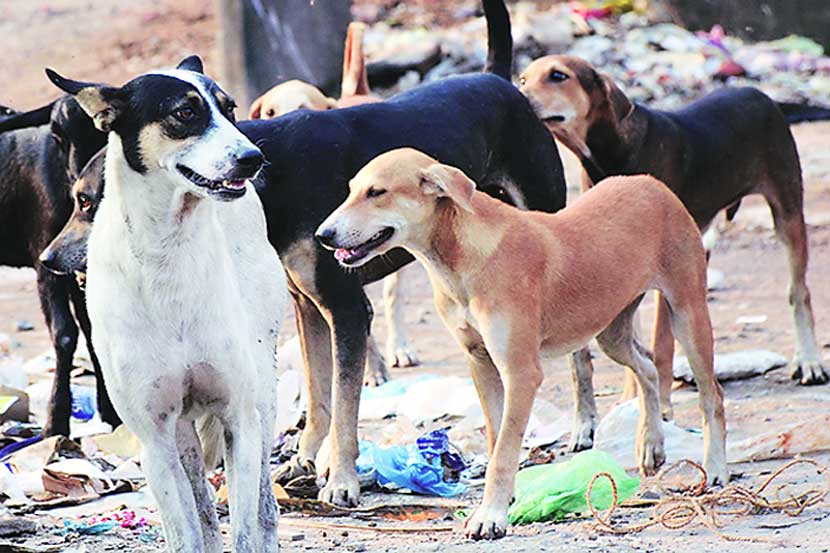 दरमहा ८०० जणांना श्वानदंश