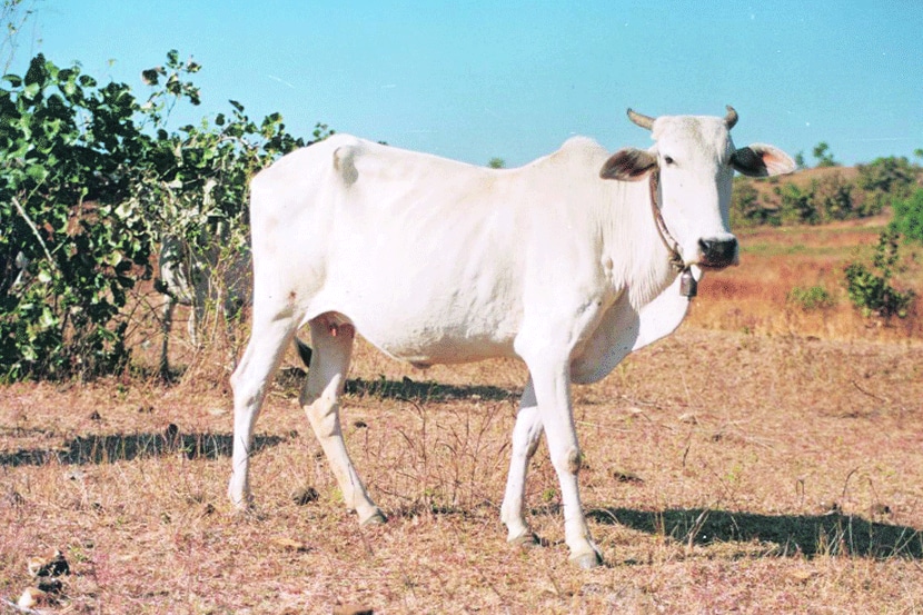 गवळाऊच्या वंशविस्ताराची धडपड