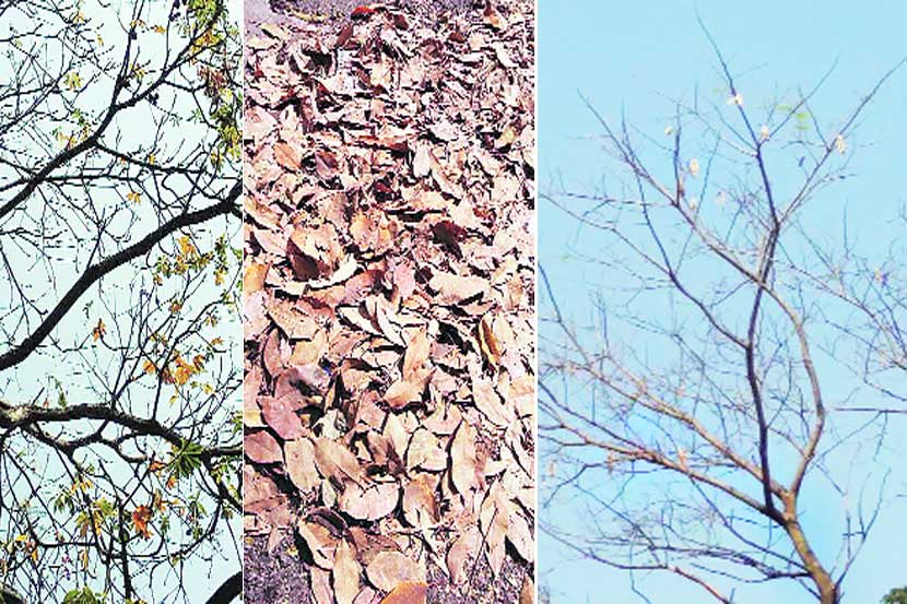 हिरवा कोपरा : धातूंची खाण पिकलं पान!