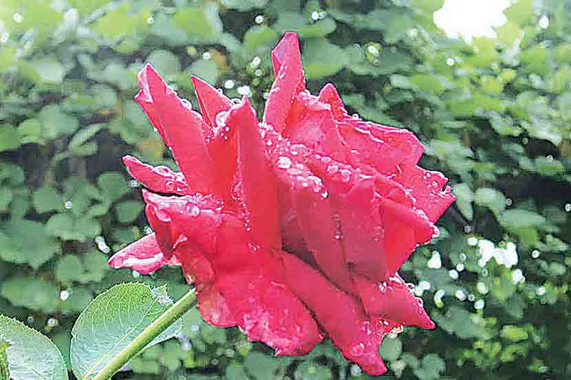 हिरवा कोपरा : नववर्षांसाठी गुलाबाचा आनंद अन् संदेश