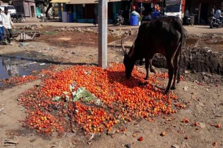 marathi news, marathi news online, newspaper, news, latest news in marathi, current news in marathi,sport news in marathi, bollywood news in marathi tomato nashik farmer no minimum support price