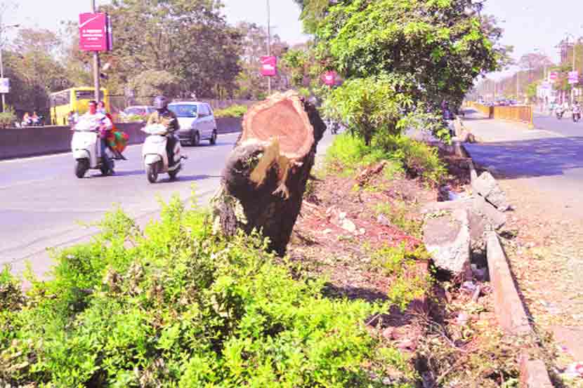 हाफकीन कंपनीसमोर ग्रेड सेपरेटरमध्ये तोडलेल्या झाडाचा बुंधा. (छायाचित्र: राजेश स्टिफन).