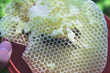 मधमाश्यांच्या मेणाच्याच शुद्धतेची मानके