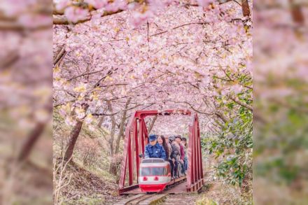 Kawazu sakura, sakura, cherry blossom,