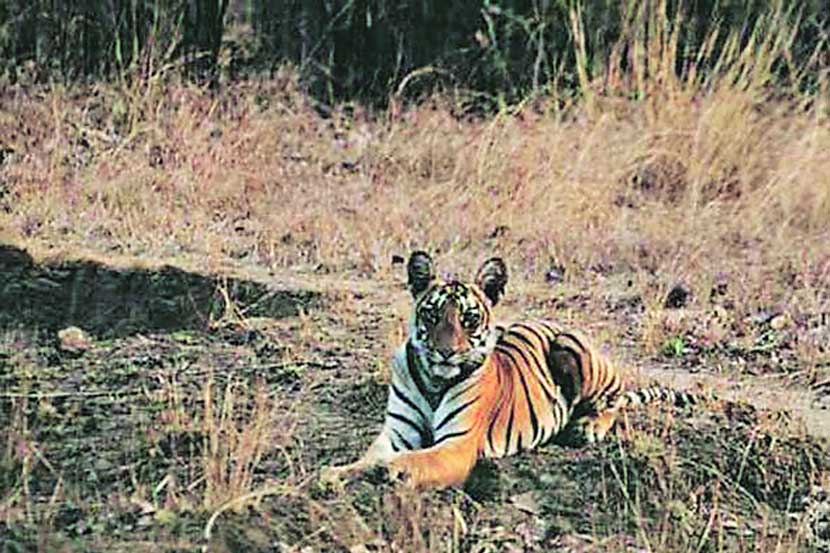 वन पर्यटन :  मेळघाट व्याघ्र प्रकल्प
