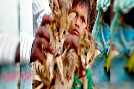 आंध्रमधल्या पडेरु येथे राहणा-या सहा वर्षांच्या आदिवासी मुलाला झुडपात बिबट्याची दोन बछडी आढळली. (छाया सौजन्य : बंगळुरु मिरर)