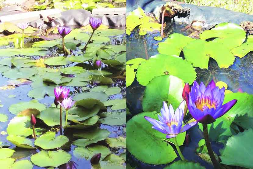 हिरवा कोपरा : सरोवरी विलसे सुकुमार कमलिनी