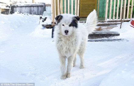उघड्यावर पडलेल्या दोन वर्षाच्या मुलाचं या कुत्र्याने दोन दिवस थंडीपासून संरक्षण केलं (छाया सौजन्य - सैबेरियन टाईम्स)