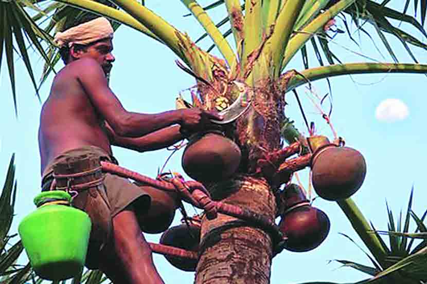 ताडीची झाडे कमी, तरी सर्रास परवाने!