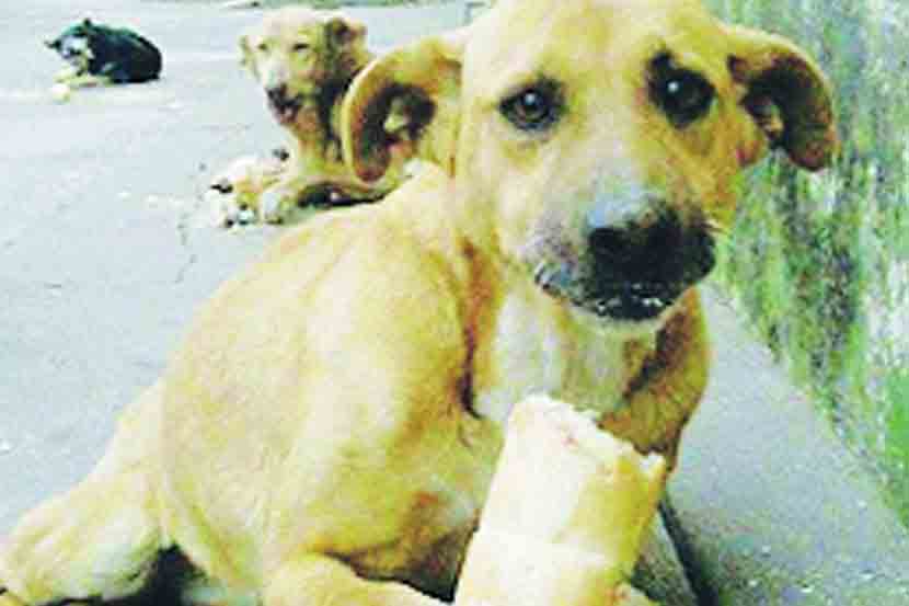 प्राणिमित्रांचा अतिउत्साह प्राण्यांच्याच जिवावर