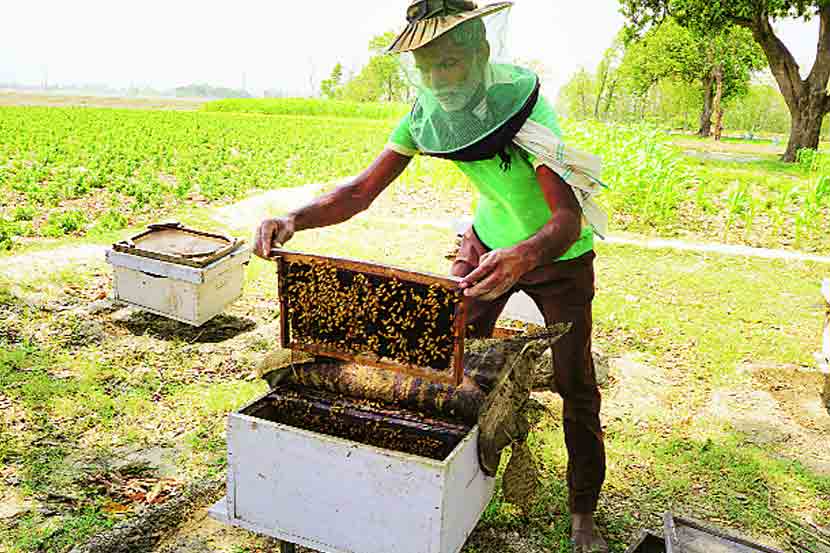 मधुमक्षिकापालनातून शेती विकास