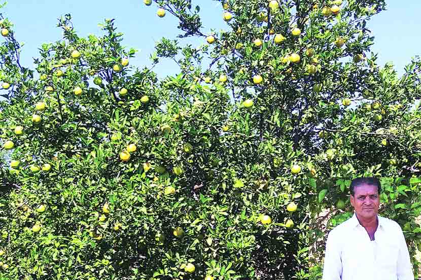 बीड तालुक्यातील शिवणी या गावातील सखाराम शिंदे यांनी शेतात केलेली पोमेलो फळांच्या झाडांची लागवड.