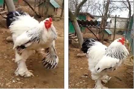 viral video, funny video, famous video, giant rooster, giant russian rooster, rooster, russia, kosovo, marathi news, marathi, Marathi news paper, Marathi news online, Marathi Samachar, Marathi latest news,news, entertainment marathi news, Bollywood news, Sports news in marathi, Health news, political news in marathi,breaking news,marathi batmya