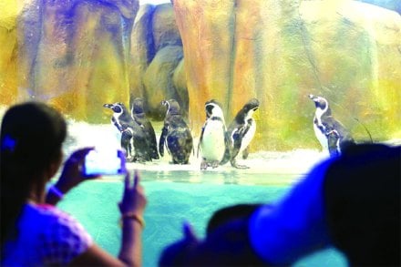पेंग्विन कक्ष खुले झाल्यानंतर पहिल्याच दिवशी हजारो मुंबईकरांनी त्यांच्या दर्शनाकरिता येथे गर्दी केली. 