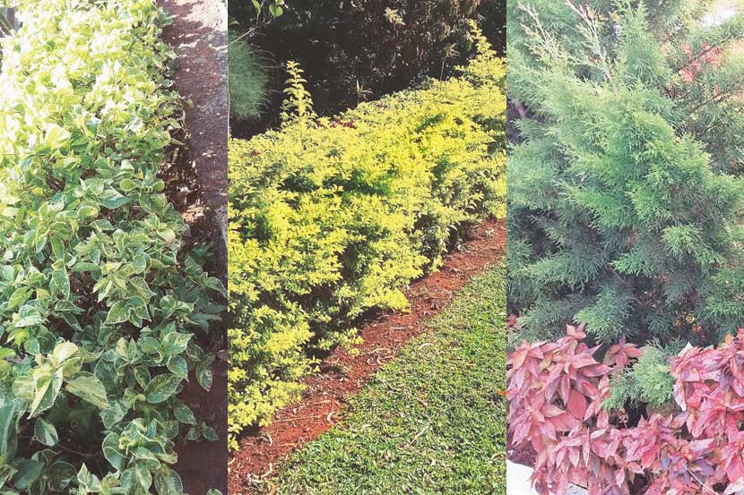 हिरवा कोपरा : हिरव्या भिंती,बाग राखती
