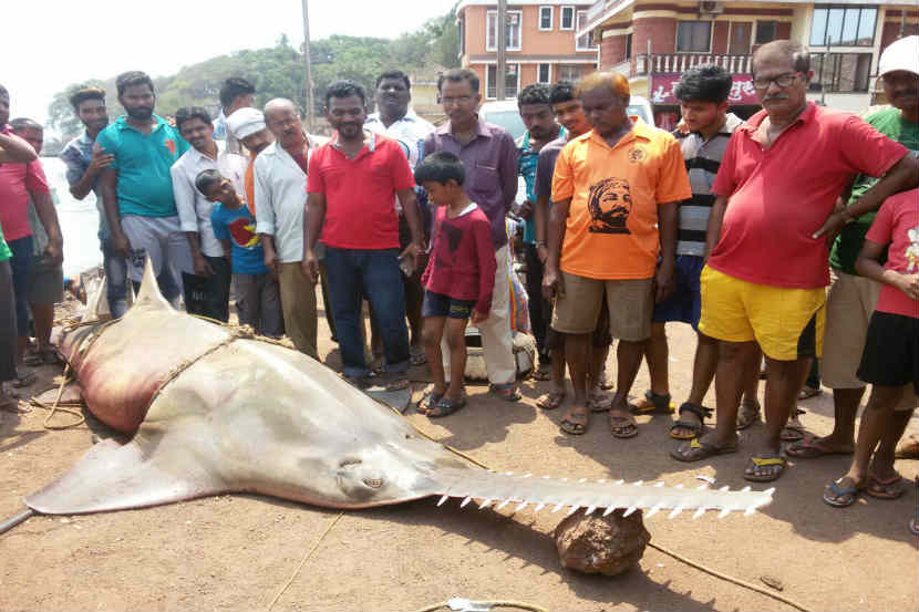 २० फूट लांब असलेल्या माश्याचा तोंडाकडील भाग हा करवतीसारखा असतो म्हणूनच याला सॉफिश असेही म्हणतात. 