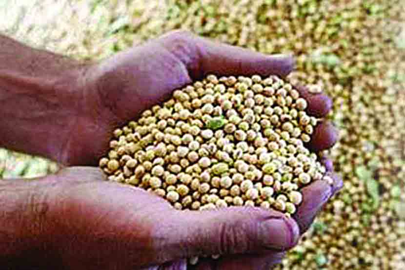 विदर्भातील सोयाबिन प्रक्रिया उद्योग संकटात