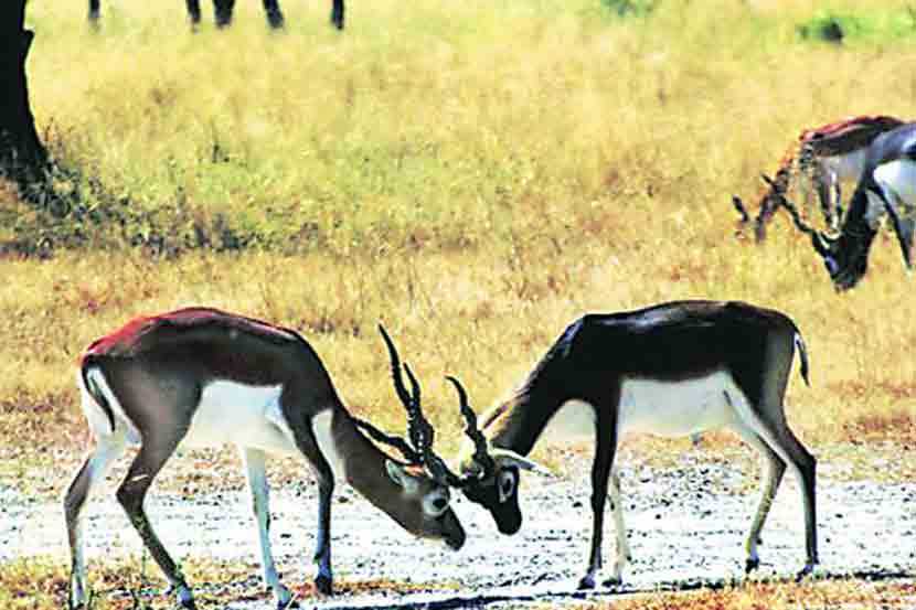 वन पर्यटन : रेहेकुरीतील काळवीट