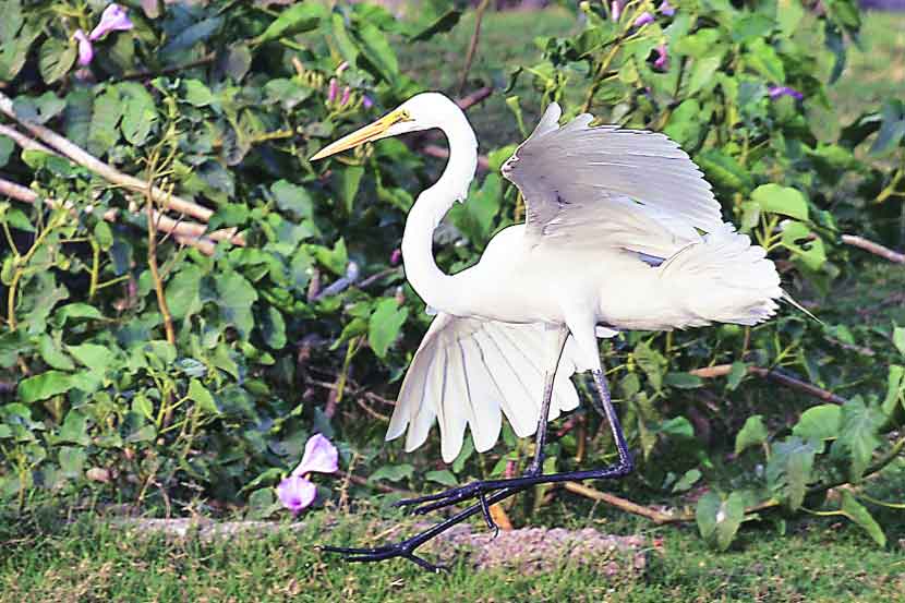 काँक्रीटच्या जंगलाला ‘पडले’ हिरवे स्वप्न!