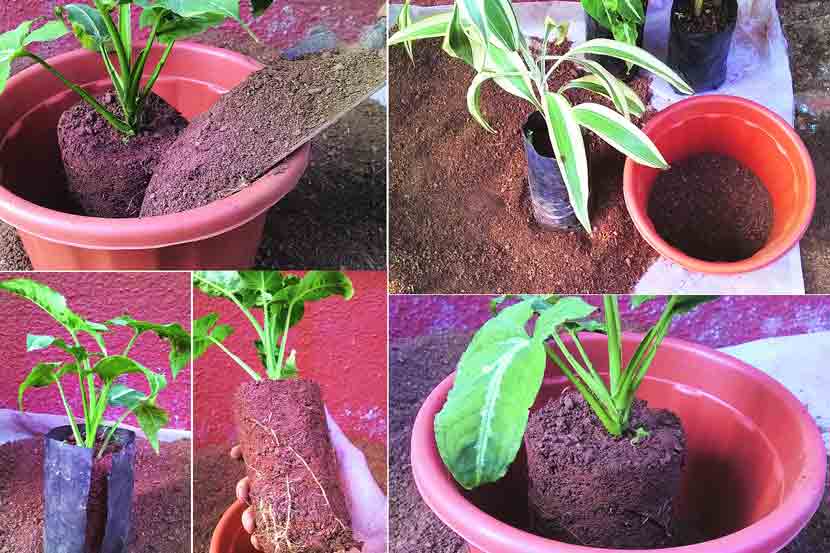 लागवड केलेले झाड पहिले २-३ दिवस सावलीतच ठेवावे. त्यानंतर त्याच्या ठरवलेल्या जागी ठेवावे. 