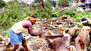 thane , tree cutting , NGT , road widening project , Loksatta, Loksatta news, Marathi, Marathi news