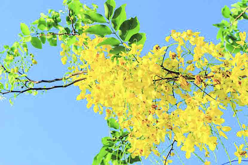 cassia fistula flower