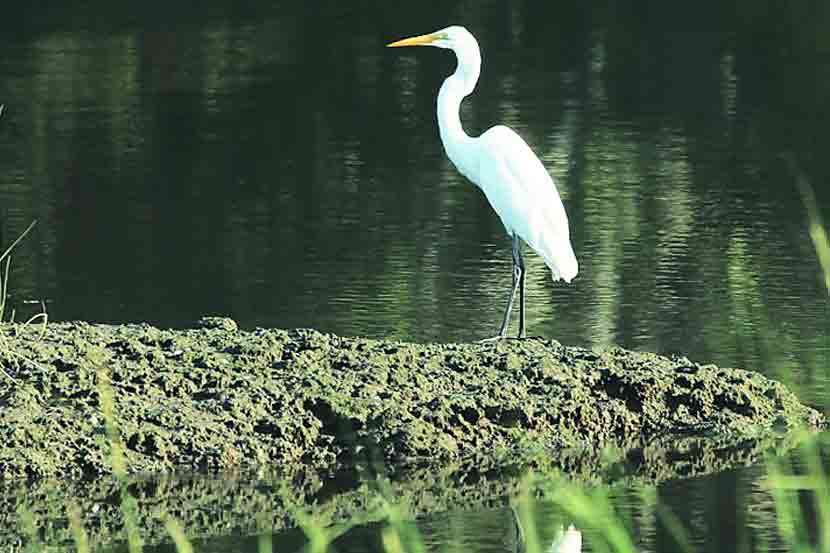 कर्नाटकातील कावेरी नदीवरील रंगनथिट्ट हे पक्षी-निरीक्षणासाठी अतिशय प्रसिद्ध अभयारण्य आहे