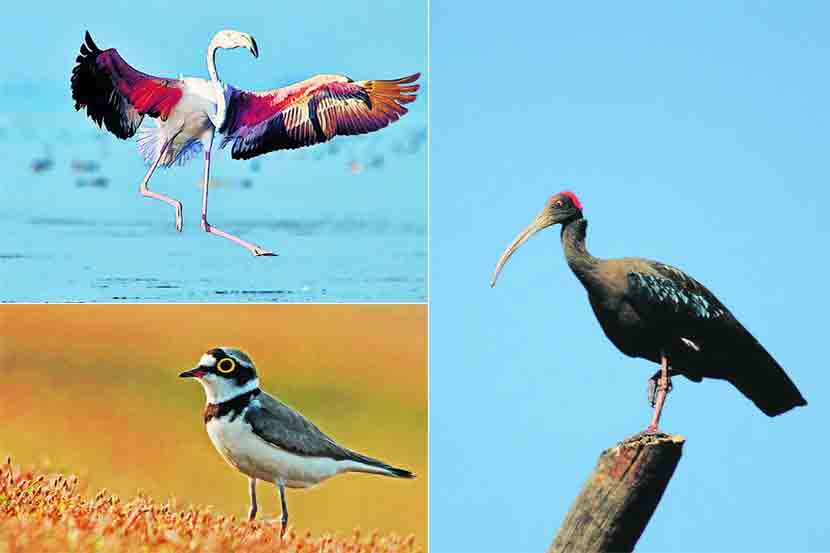Jayakwadi Bird Sanctuary